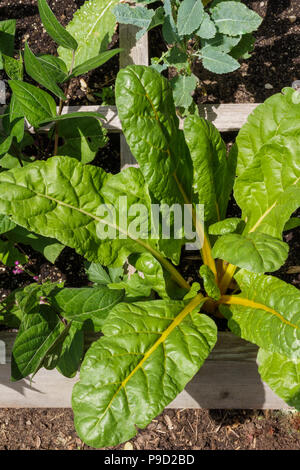 Gesunde, gelben Stiel Mangold organisch wachsende in einem erhöhten Bett Garten. Stockfoto