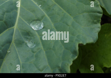 Eine gesunde Collard grünes Blatt mit einer Reflexion in einem Wassertropfen. Stockfoto