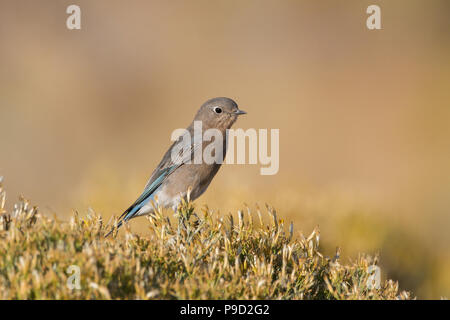 Ein Bergbluebird, Sialia currucoides, thront auf der Sagebürste. Stockfoto