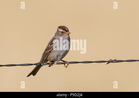 Ein unreifer weißkroniger Sperling, Zonotrichia leucophrys, thront auf einem Stacheldrahtzaun. Stockfoto