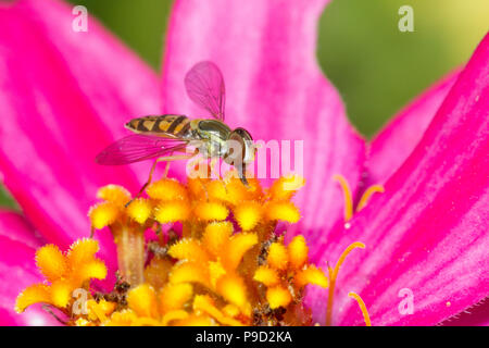 Ein hoverfly Fütterung auf der MOSS-rose Portulak Blume. Stockfoto
