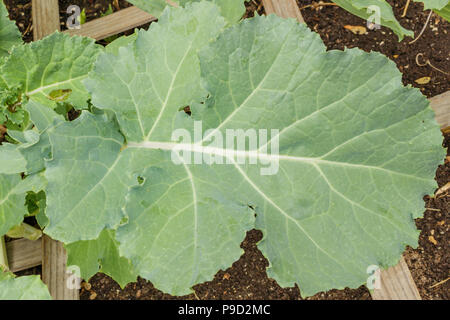 Eine große, gesunde kale Blatt organisch wachsende in einem erhöhten Bett Garten. Stockfoto