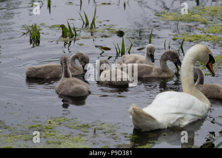 Eine Gruppe von CYGNETS und ein Schwan Fütterung auf dem Wasser Stockfoto