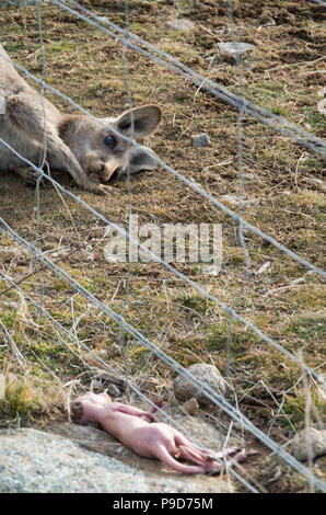 Mutter kangaroo starrte auf tote Baby kangaroo Joey, nachdem er aus der Tasche in den Snowy Mountains region ausgeworfen Stockfoto