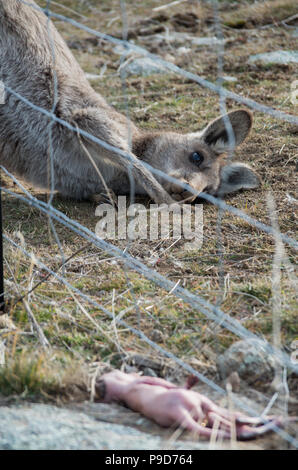 Mutter kangaroo starrte auf tote Baby kangaroo Joey, nachdem er aus der Tasche in den Snowy Mountains region ausgeworfen Stockfoto