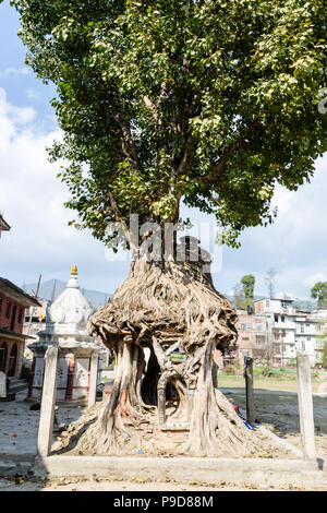 Der Baum Heiligtum in Gokarna Mahadev Tempel (Gokarneshwar), Tal von Kathmandu, Nepal Stockfoto