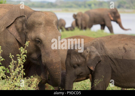 Die asiatischen Elefanten (Elephas maximus) interagieren und zu sozialisieren, während der Fütterung durch den Vorratsbehälter in Minneriya National Park in Sri Lanka Stockfoto