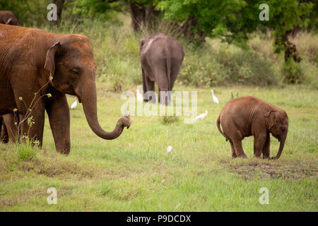Ein Baby Elefant unter dem wachsamen Auge von seiner Mutter in Minneriya National Park in Sri Lanka. Elefanten (Elephas maximus) sind für den renommierten congregatin Stockfoto