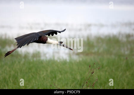 Eine whitenecked Storch (Ciconia episcopus), auch bekannt als die wollig-necked Stork, in Minneriya National Park in Sri Lanka. Stockfoto