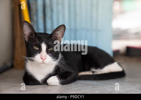 In der Nähe schöne schwarze Katze, weiße Markierungen mit verschlafenen Gesicht liegen auf Betonboden Stockfoto
