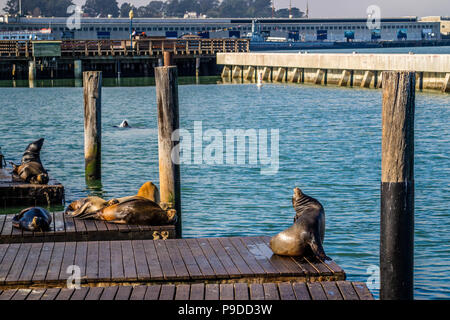 California Sea Lion in San Francisco, Kalifornien Stockfoto