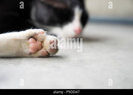 Nahaufnahme Bein der weiße Katze mit pink Paw, schlafende Katze auf Zement Boden Stockfoto