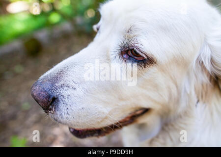 Weiße polnische Tatra Schäferhund Portrait in der Natur Stockfoto