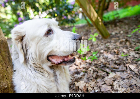 Weiße polnische Tatra Schäferhund Portrait in der Natur Stockfoto