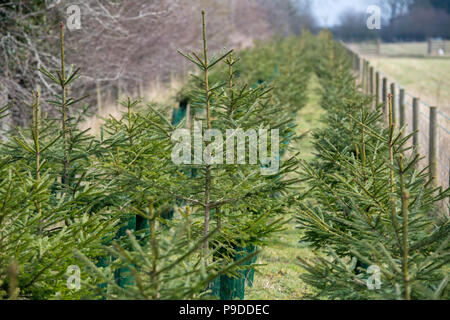 Weihnachten Bäume gepflanzt als Cash crop und auch als Feld Kante Lebensraum, North Yorkshire, UK. Stockfoto