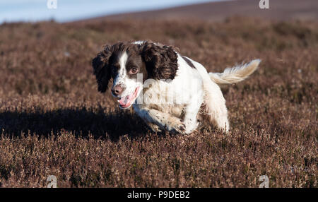 Spaniel gundog arbeitet an einem moorschneehuhn Schießen in den Yorkshire Dales. Stockfoto