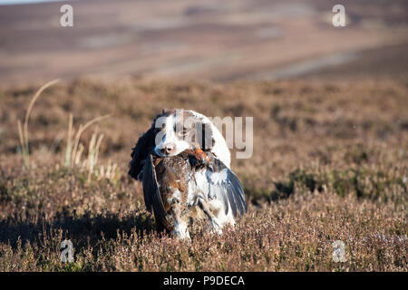 Spaniel gundog arbeitet an einem moorschneehuhn Schießen in den Yorkshire Dales. Stockfoto