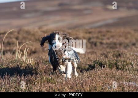 Spaniel gundog arbeitet an einem moorschneehuhn Schießen in den Yorkshire Dales. Stockfoto