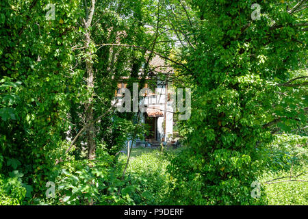Mit Efeu bewachsene Ahorn Trunks, Einfamilienhaus, Garten, Sommer, Elsass, Frankreich, Europa, Stockfoto