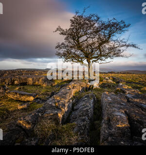 Ein einsamer verwitterter Baum in den Kalkstein Pflaster der Yorkshire Dales National Park Stockfoto