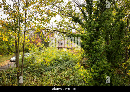 Mit Efeu bewachsene Maple Tree Trunk, Einfamilienhaus, wilden Garten, Elsass, Frankreich, Europa, Stockfoto