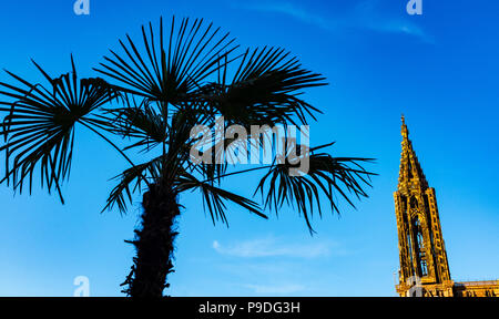 Straßburg, Palme Silhouette, gotische Kathedrale Notre-Dame aus dem 14. Jahrhundert, Elsass, Frankreich, Europa, Stockfoto