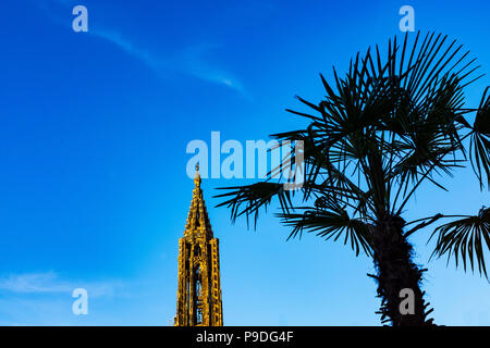 Straßburg, Palme Silhouette, gotische Kathedrale Notre-Dame aus dem 14. Jahrhundert, Elsass, Frankreich, Europa, Stockfoto