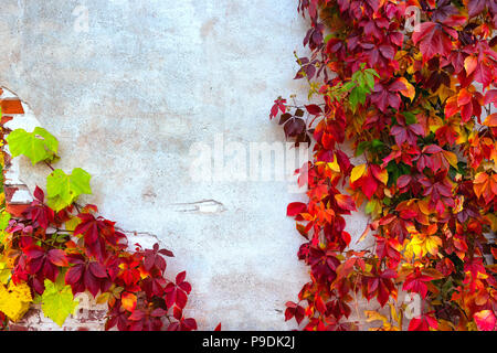 Bunte wilden Reben wachsen auf der alten Mauer des Hauses im Herbst Stockfoto