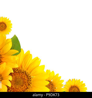 Rahmen der Sonnenblumen auf einem weißen Hintergrund. Hintergrund mit kopieren. Stockfoto