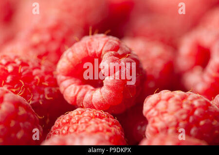 Makro-ansicht von reifen roten und frischen Himbeeren als Hintergrund. Full Frame Bild. Stockfoto