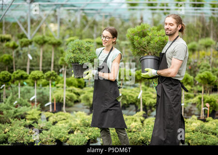 Arbeiten mit Pflanzen im Gewächshaus Stockfoto