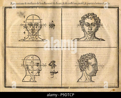 Mittelalterliche anatomische Studie Stockfoto