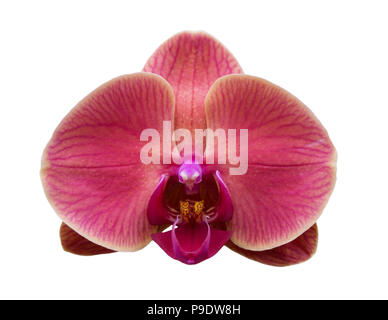 Orchid Flower isoliert auf weißem Hintergrund Stockfoto