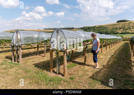 "PYO" Bauernhof in Ansty Wiltshire UK vor der Kulisse der Swallowcliffe Downs. Landwirtschaft Erdbeeren auf Taillenhöhe zur einfachen Entnahme. Frau Auswahl frui Stockfoto