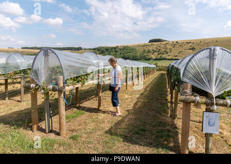 "PYO" Bauernhof in Ansty Wiltshire UK vor der Kulisse der Swallowcliffe Downs. Landwirtschaft Erdbeeren auf Taillenhöhe zur einfachen Entnahme. Frau Auswahl frui Stockfoto