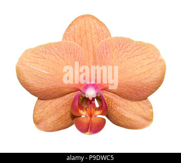 Orchird Flower Isolated On White Stockfoto