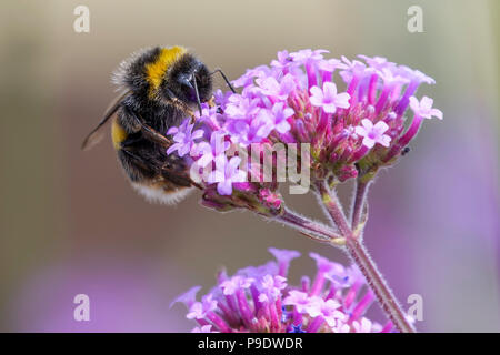 White Tailed Bumble Bee Fütterung auf Verbena bonariensis Stockfoto