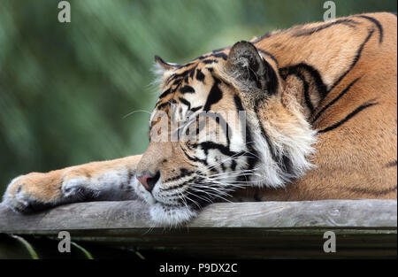 Achilles, ein männlicher Sumatra Tiger macht seine öffentliche Premiere auf Howletts Wild Animal Park, in der Nähe von Canterbury in Kent. Stockfoto