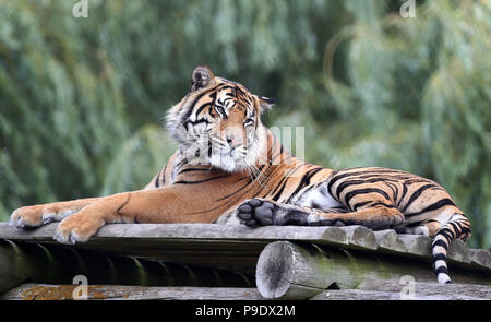 Achilles, ein männlicher Sumatra Tiger macht seine öffentliche Premiere auf Howletts Wild Animal Park, in der Nähe von Canterbury in Kent. Stockfoto