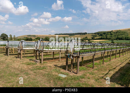 "PYO" Bauernhof in Ansty Wiltshire UK vor der Kulisse der Swallowcliffe Downs. Landwirtschaft Erdbeeren auf Taillenhöhe für einfache Entnahme Stockfoto