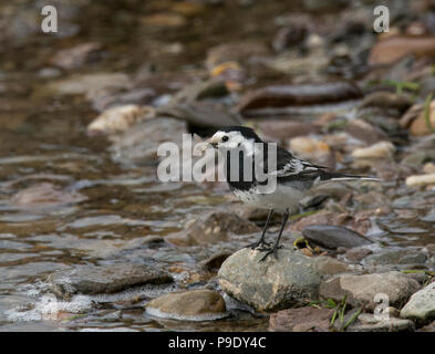 Pied Bachstelze, Motacilla alba, mit Insekt auf einem Stein am Ufer von Loch Lomond, Schottland, Großbritannien stand Stockfoto