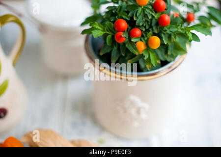 Hausgemachte Baum im Topf mit roten Beeren und grünen Blättern. Weißer Hintergrund. Freier Platz für Text oder eine Postkarte. Stockfoto