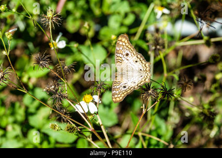 Gainesville Florida, Micanopy, Paynes Praire Ecopassage Nature State Park Preserve, Pontia-Protodice-karierter weißer Südkohlschmetterling, Probosci Stockfoto