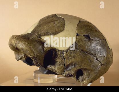 Altsteinzeit. Paranthropus Boisei. Ausgestorben Menschensorte aus Ostafrika. Reproduktion eines Schädels OH 5. Olduvai Hotel (Tansania). Museum für Archäologie von Katalonien, Barcelona, Spanien. Stockfoto