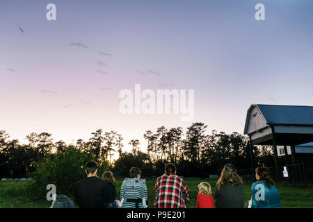 Gainesville Florida, University of Florida, Campus, UF bat House Houses Barn Fledermäuse, brasilianische freischwänzige Tadarida brasiliensis Southeastern Myotis austror Stockfoto