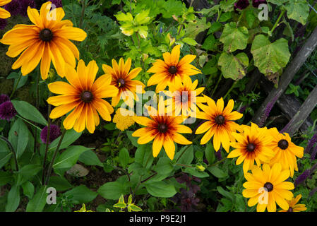 Sonnenblumen unter der Grenze am New Forest Lavendelgärten in Longstock, Wiltshire, England Stockfoto