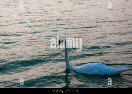 Der See Schwan mit weißen Schwänen in einem sonnigen Wetter, Balaton, Ungarn Stockfoto