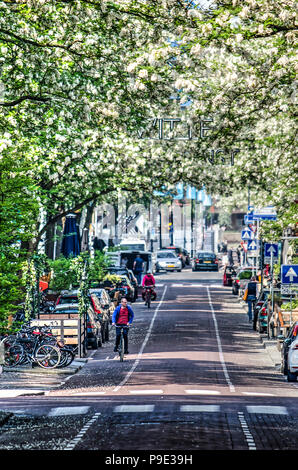 Rotterdam, Niederlande, 20. Mai 2018: Robinie Bäume in Blüte auf beiden Seiten der Innenstadt von Witte de Withstraat Stockfoto