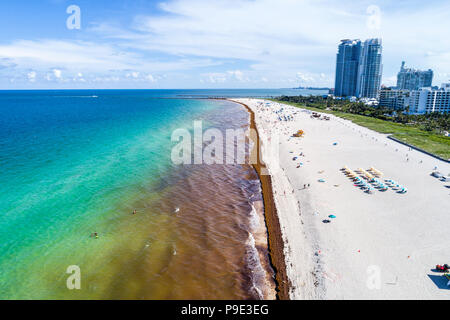 Miami Beach Florida, Atlantikküste, Seegras-Unkraut Saragassum Makroalgen Algen Meeresschutt, globale Erwärmung Auswirkungen des Klimawandels, South Pointe Stockfoto