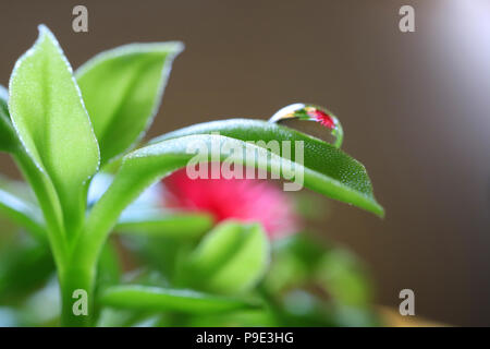 Reflexion der Blume des Baby Sun Rose Pflanzen auf die wassertropfen am Rande der grünen Blatt Stockfoto